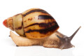 Archachatina papyracea adelinae Cameroon adult F1